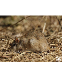 گونه جربیل هندی Indian Gerbil